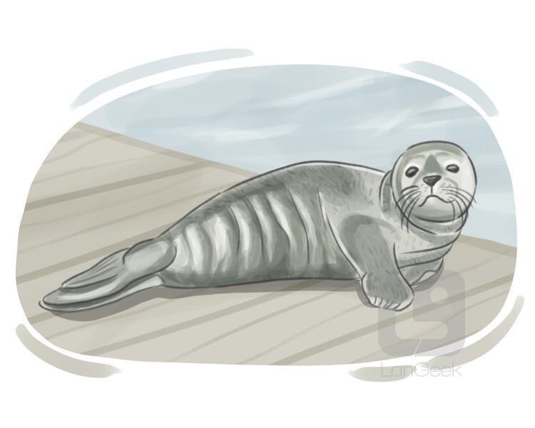 harbor seal definition and meaning