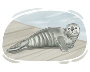 harbor seal