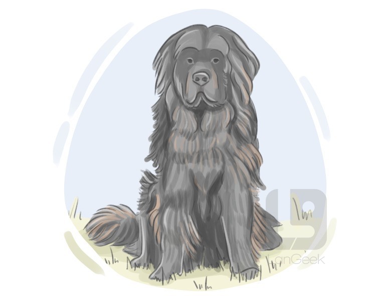Newfoundland dog definition and meaning