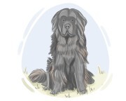 Newfoundland dog