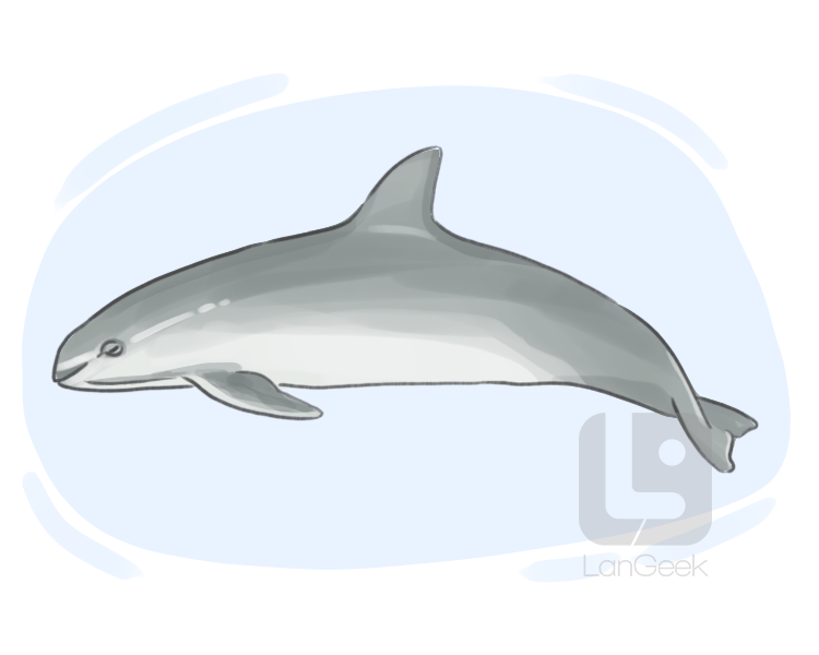 vaquita definition and meaning
