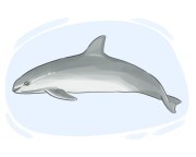 vaquita