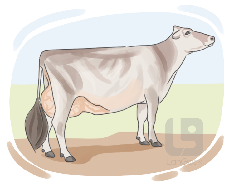 Brown Swiss definition and meaning