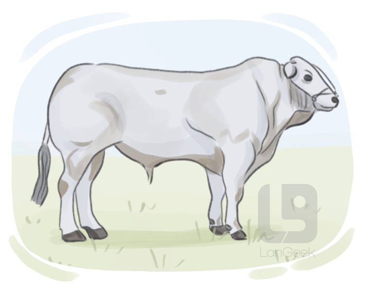 Chianina definition and meaning