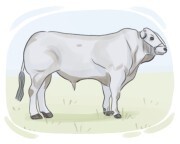 Chianina