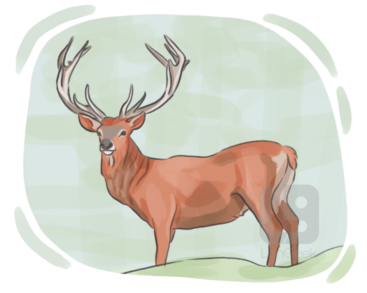 stag definition and meaning