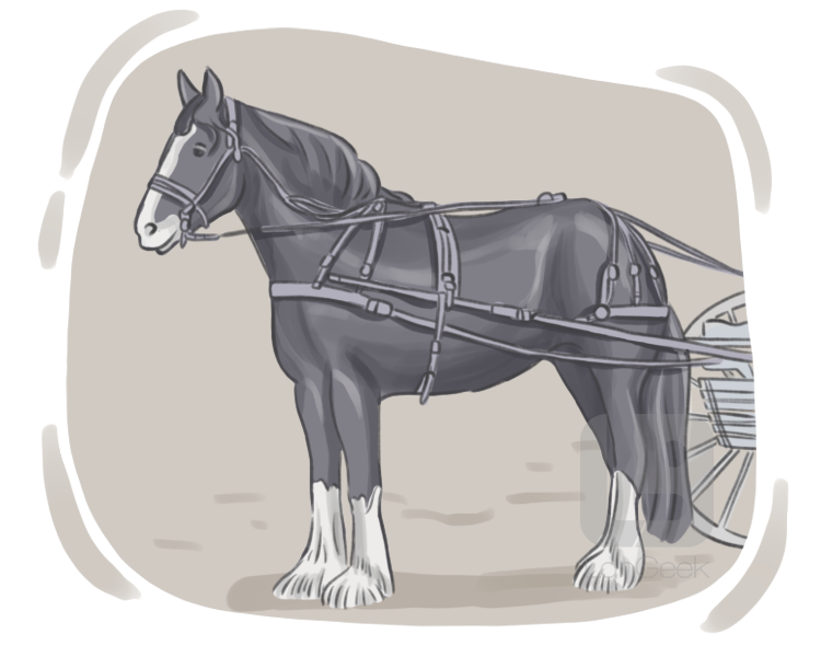shire horse definition and meaning