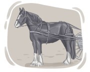 shire horse