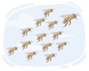 swarm