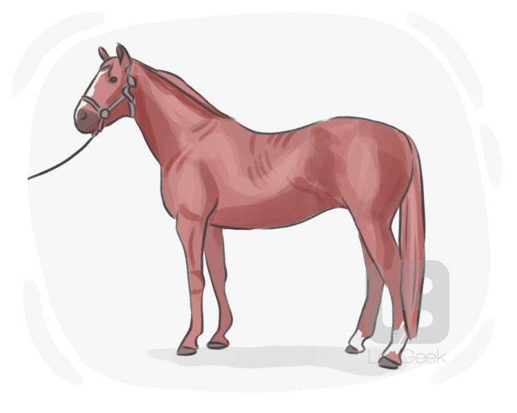 thoroughbred definition and meaning