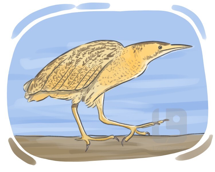 Definition & Meaning of "Bittern" LanGeek