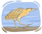 bittern