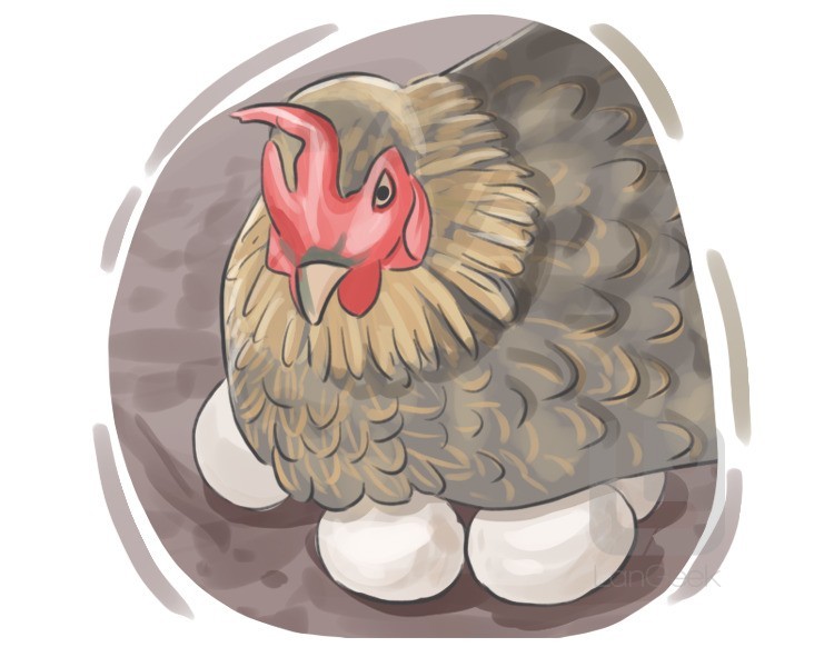 broody hen definition and meaning