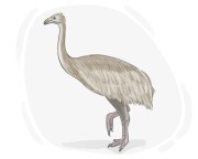 moa