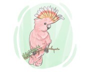 galah