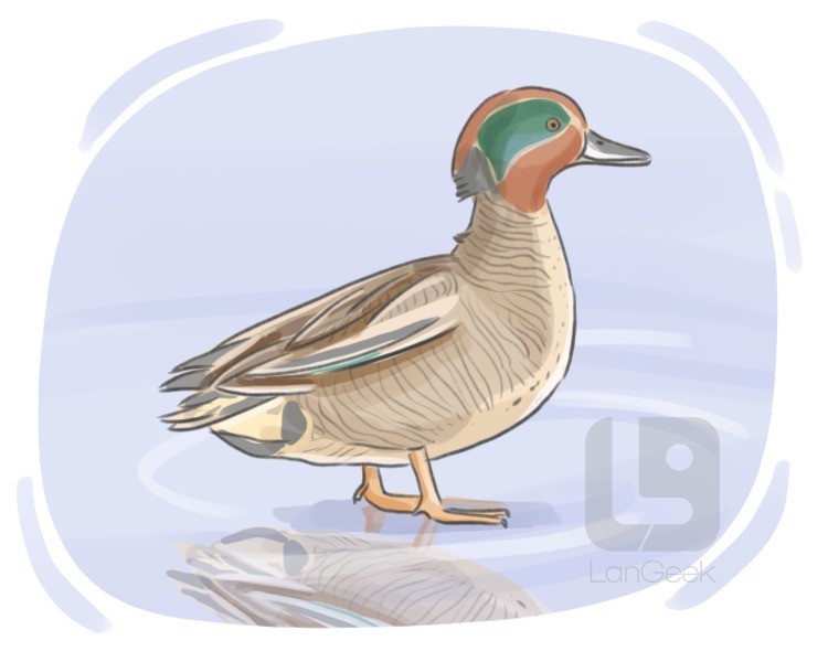 green-winged teal definition and meaning