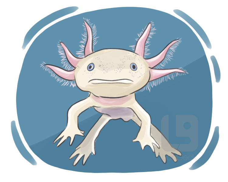 axolotl definition and meaning