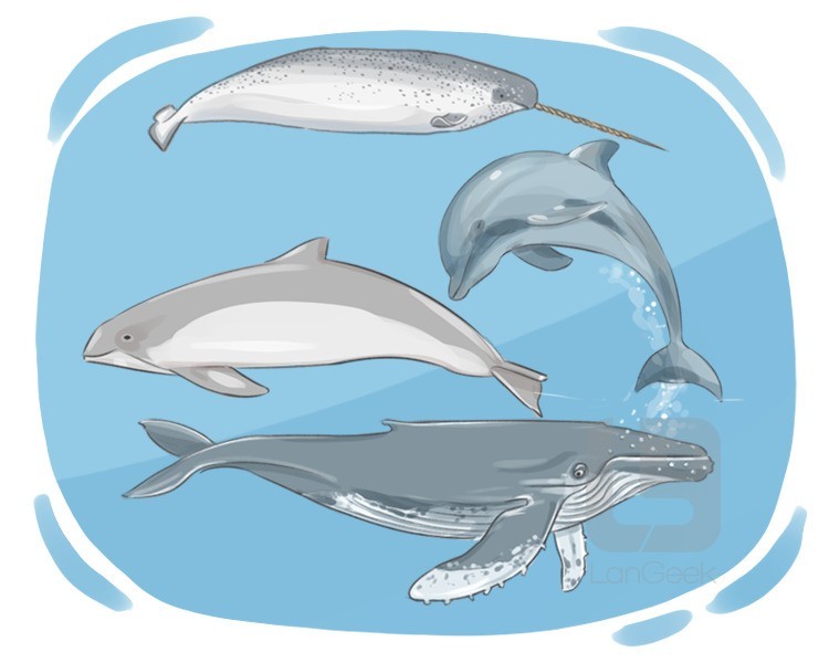 cetacean mammal definition and meaning
