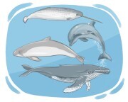 cetacean