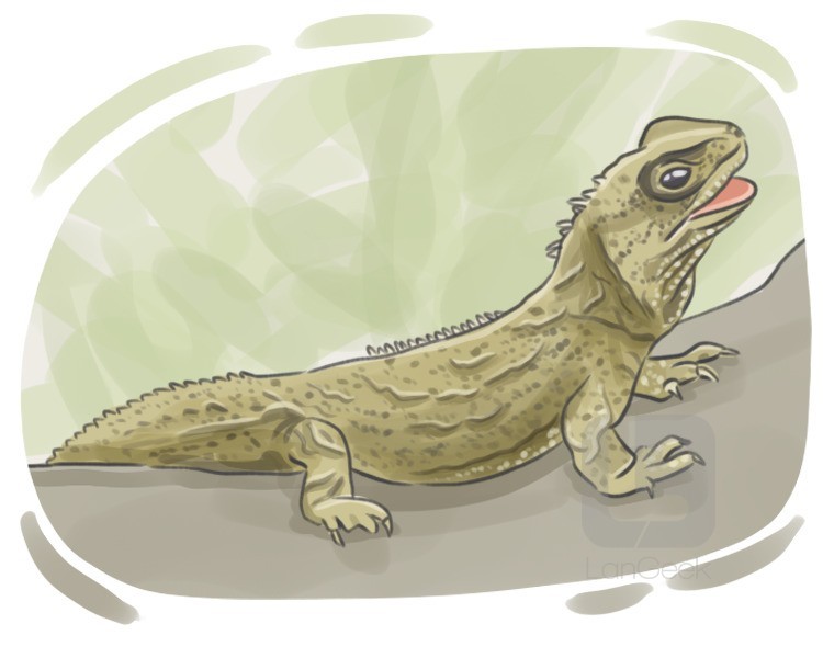tuatara definition and meaning