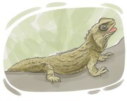 tuatara