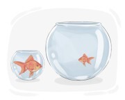 big fish in a small pond