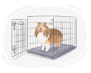 dog crate