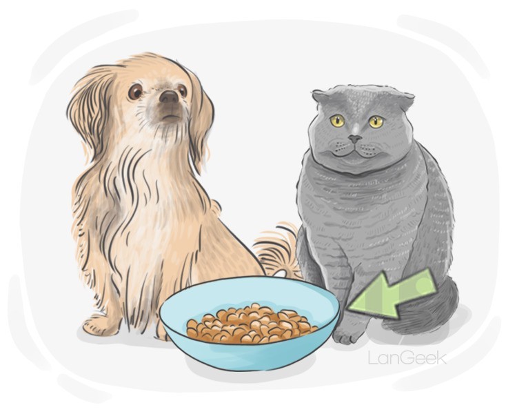 pet food definition and meaning