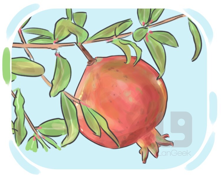 pomegranate definition and meaning