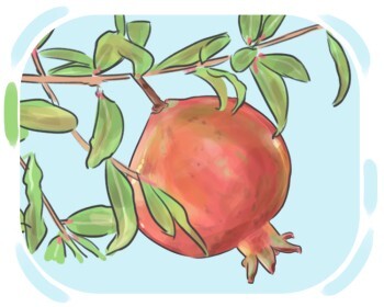 pomegranate