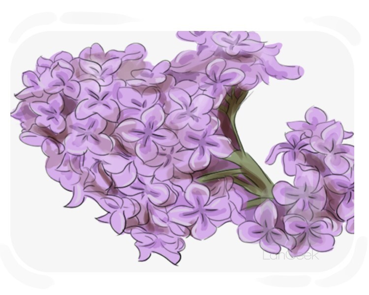 lilac definition and meaning