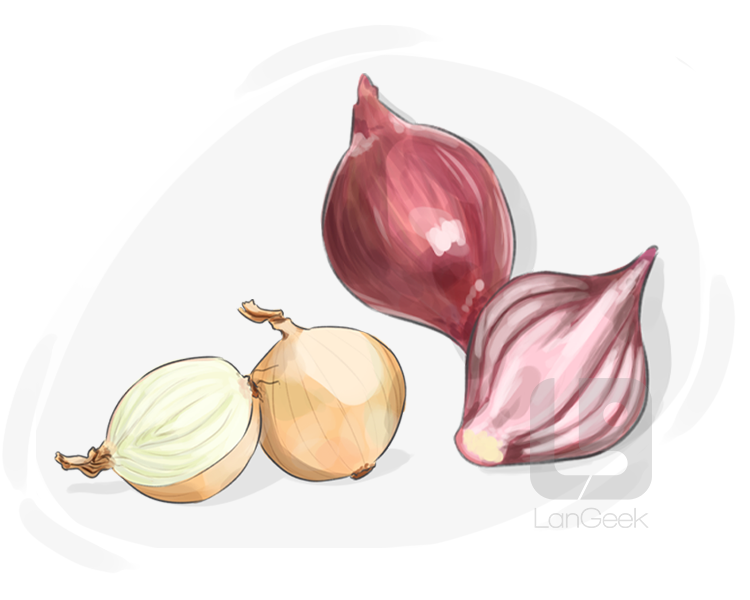 purple onion definition and meaning
