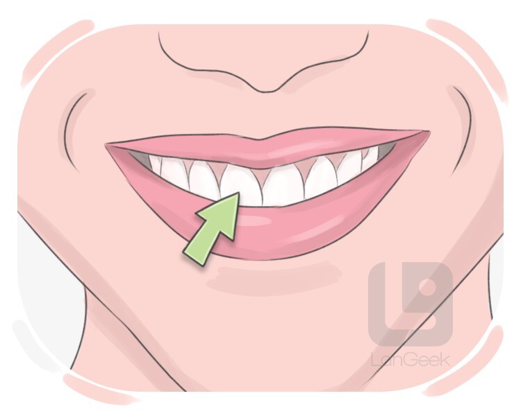 teeth definition and meaning