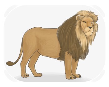 lion
