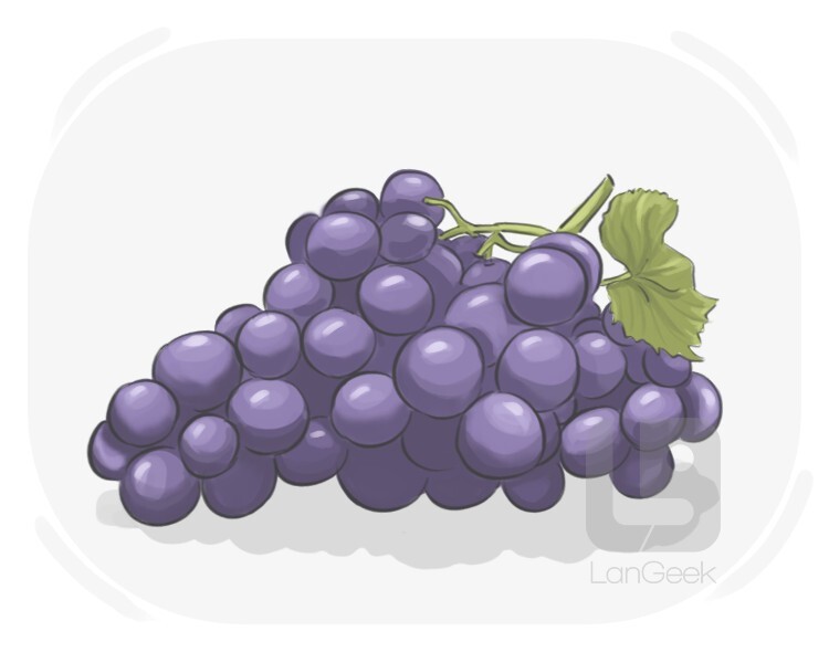 grape definition and meaning