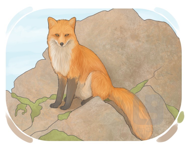 red fox definition and meaning