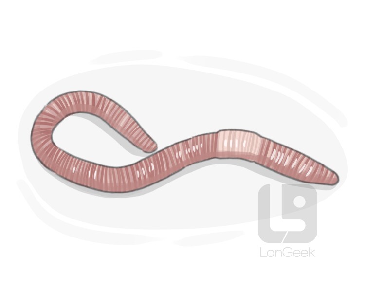 red worm definition and meaning