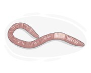 worm
