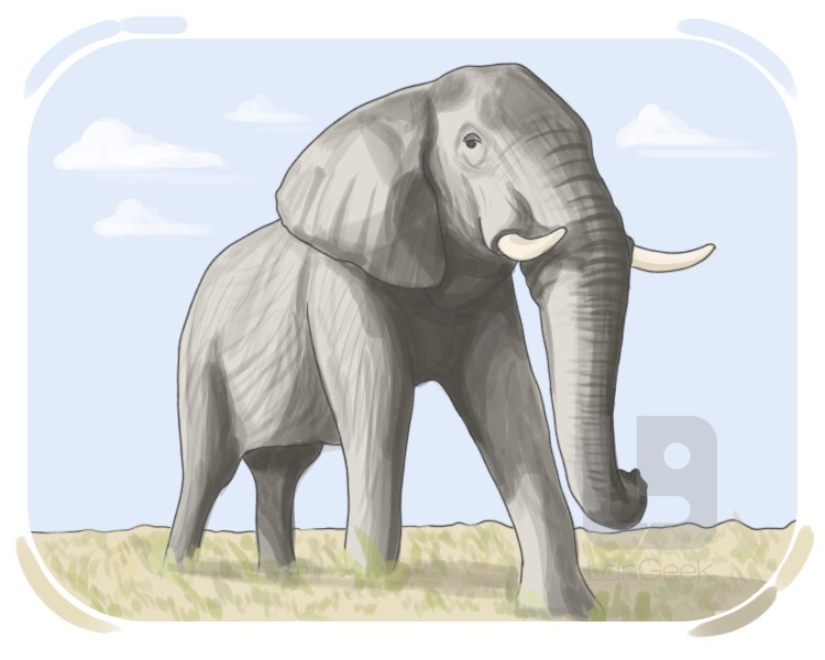 African elephant definition and meaning