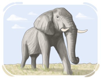 elephant