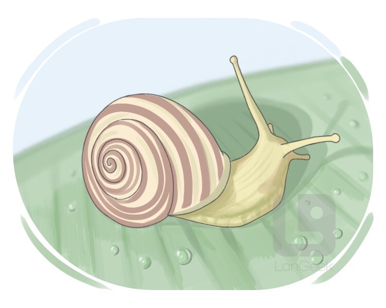 snail definition and meaning