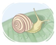 snail