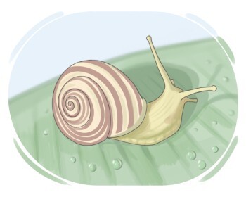 snail