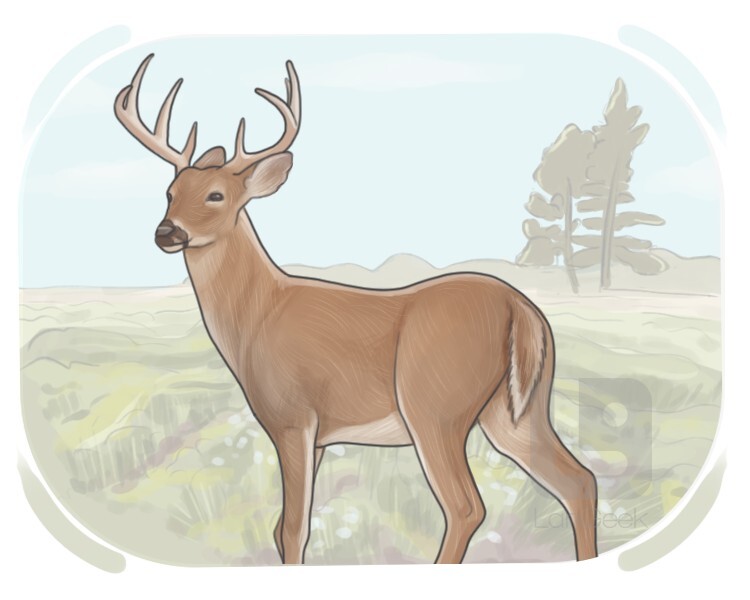 deer definition and meaning