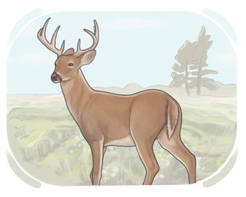 deer