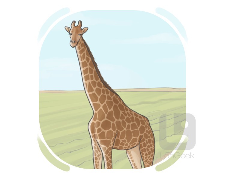 giraffe definition and meaning