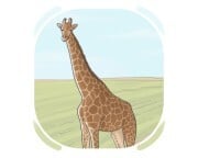 giraffe
