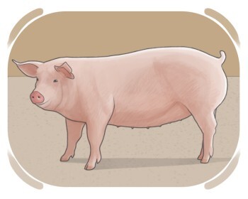 pig