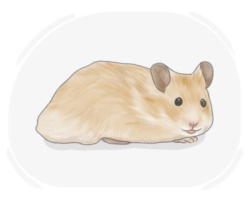 齧歯類