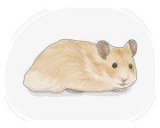 齧齒類ページ ❤️ イタチ - Wikipedia